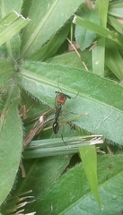 Odontomachus erythrocephalus