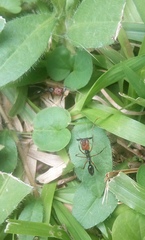 Odontomachus erythrocephalus