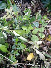 Cotoneaster simonsii