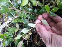 Cotoneaster simonsii