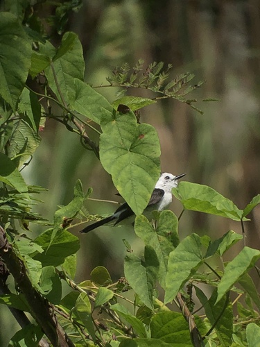 Pied Water Tyrant