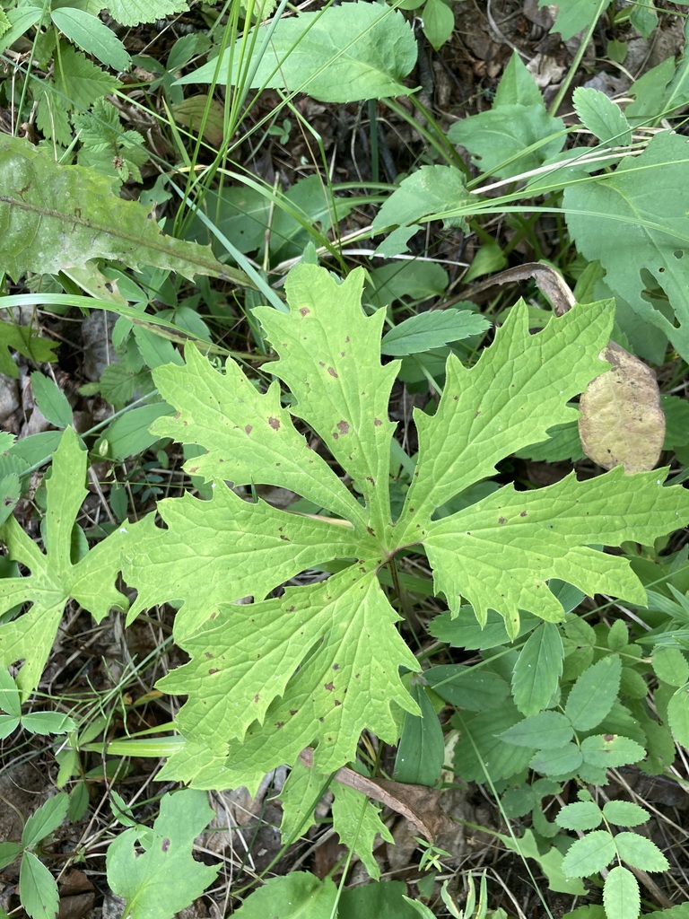 Arctic Butterbur from Strathcona County, AB, Canada on July 20, 2023 at ...