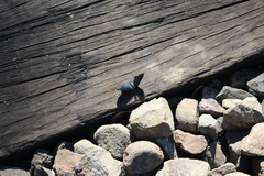 Altinote ozomene nox