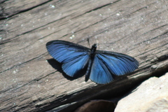 Altinote ozomene nox