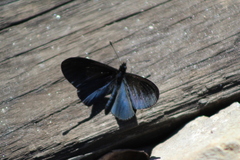 Altinote ozomene nox