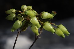 Erica urna-viridis