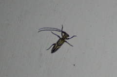 Eunidia brunneopunctata