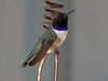 Ruby-throated and Black-chinned Hummingbirds - Photo (c) Dave Drum, some rights reserved (CC BY-NC), uploaded by Dave Drum