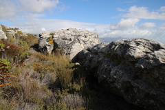 Hypodontium pomiforme