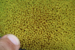 Hypodontium pomiforme