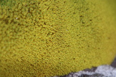 Hypodontium pomiforme