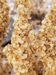 Halogeton glomeratus