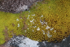 Hypodontium pomiforme