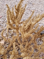 Halogeton glomeratus