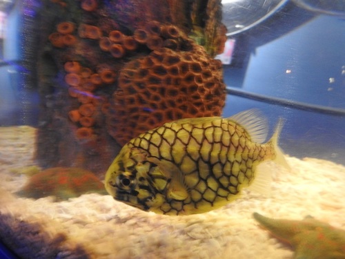 Cleidopus gloriamaris