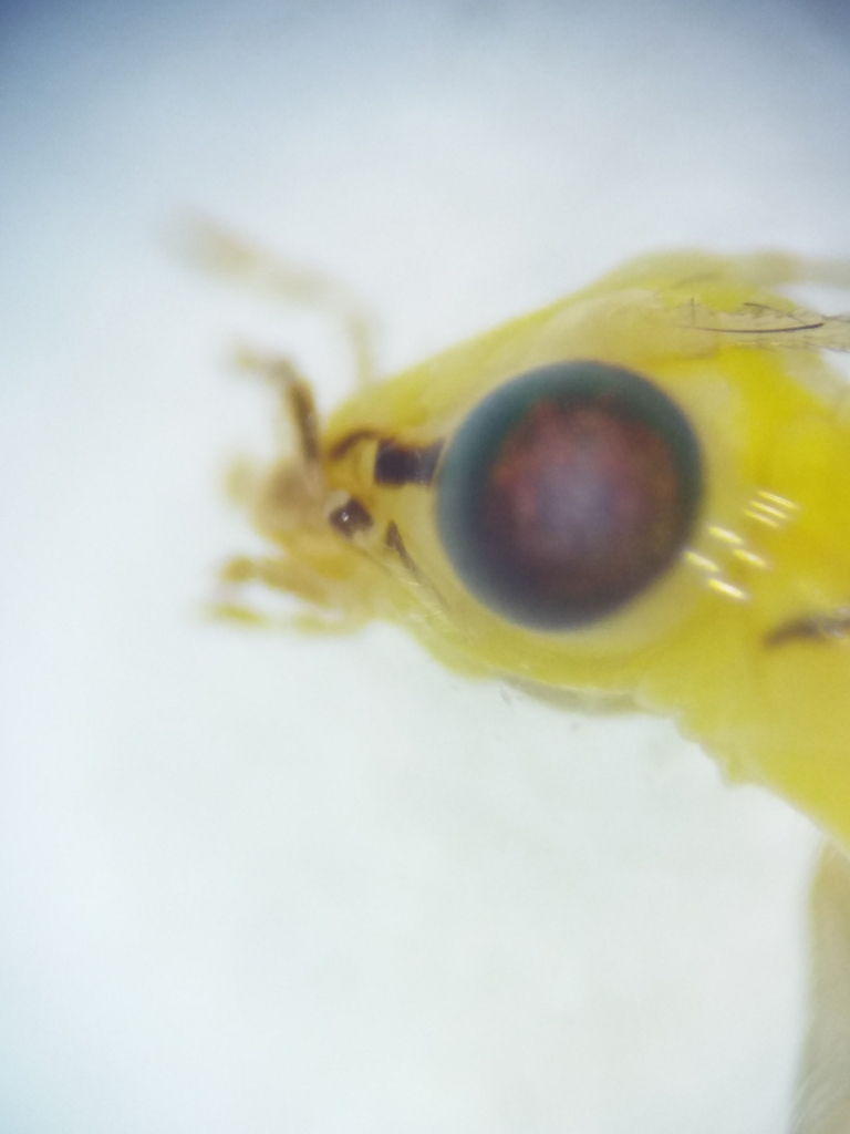 Chrysoperla lucasina