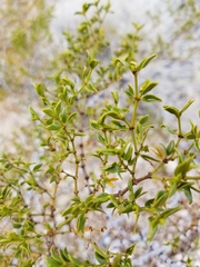 Larrea tridentata