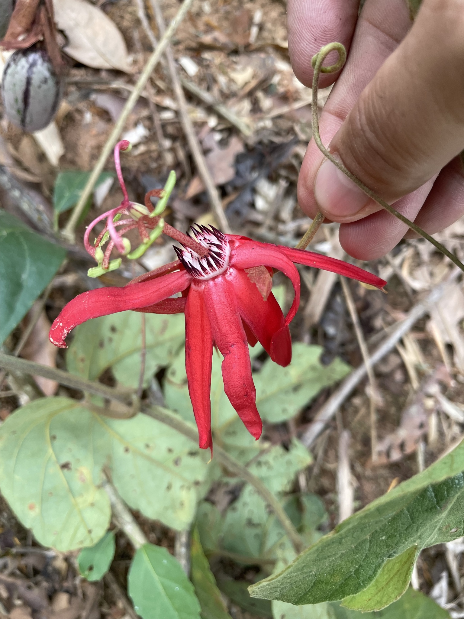 Passiflora speciosa