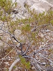 Larrea tridentata
