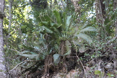 Dioon edule