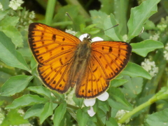 Lycaena edna