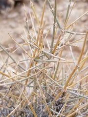 Ephedra nevadensis
