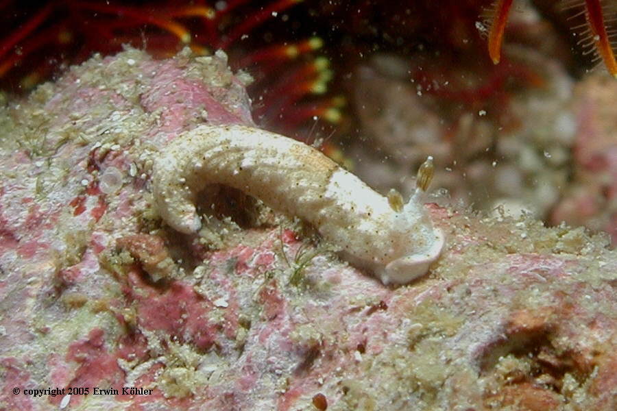 Dermatobranchus fasciatus