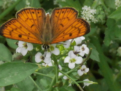 Lycaena edna
