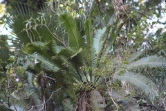 Dioon edule
