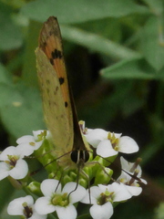 Lycaena edna