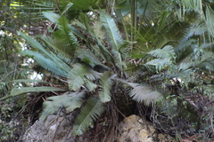 Dioon edule