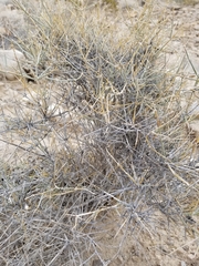 Ephedra nevadensis