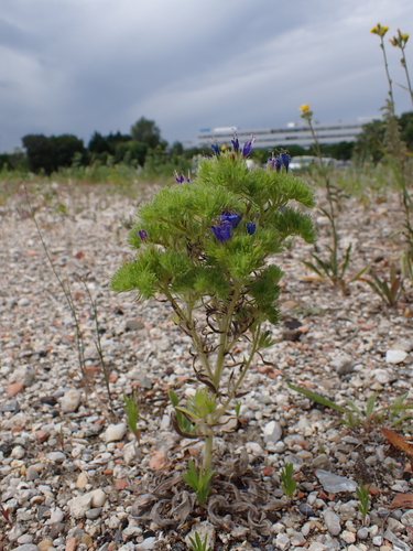 blueweed gall mite, Wien Altdorferstraße, 1100 Wien, Österreich, photo 7 of 10