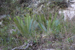 Dioon edule