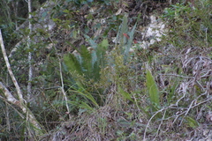 Dioon edule