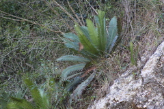 Dioon edule