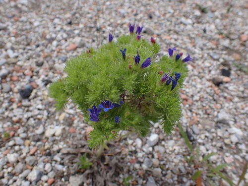 blueweed gall mite, photo 2 of 10