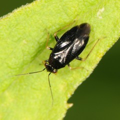Slaterocoris