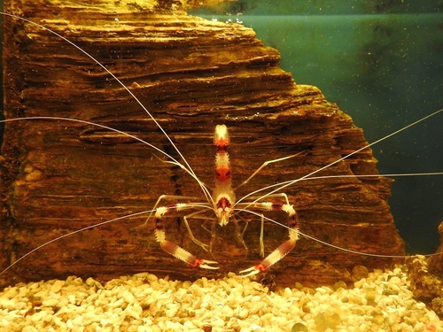 Stenopus tenuirostris