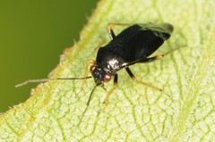 Slaterocoris