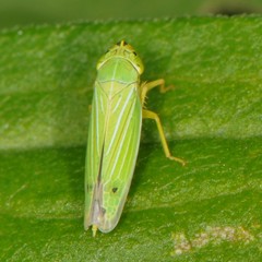 Draeculacephala noveboracensis