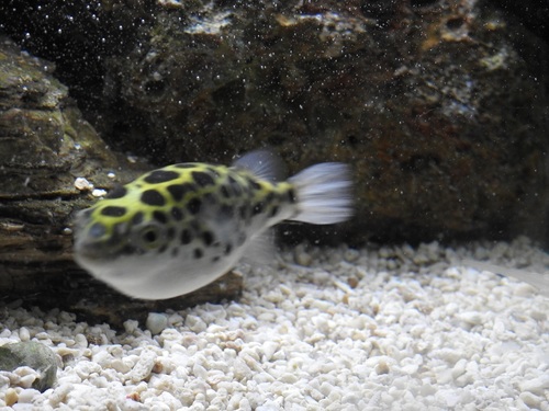 Dichotomyctere nigroviridis