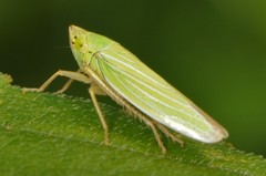 Draeculacephala noveboracensis