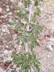Senegalia greggii