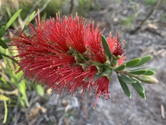 Melaleuca pachyphylla