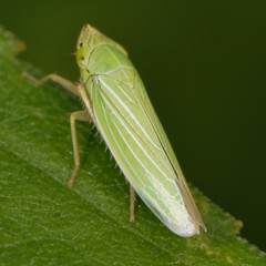 Draeculacephala noveboracensis