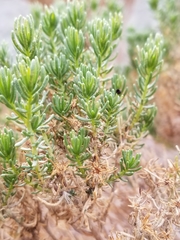 Peucephyllum schottii