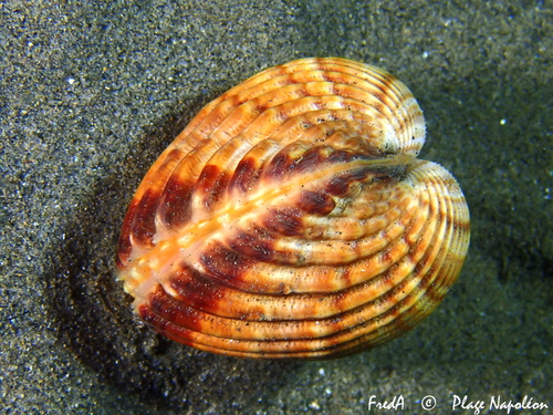 Acanthocardia tuberculata (Linnaeus, 1758)