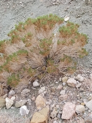 Peucephyllum schottii