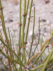 Ephedra nevadensis